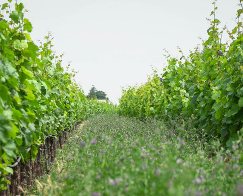 (c) Hans Michael Nittnaus