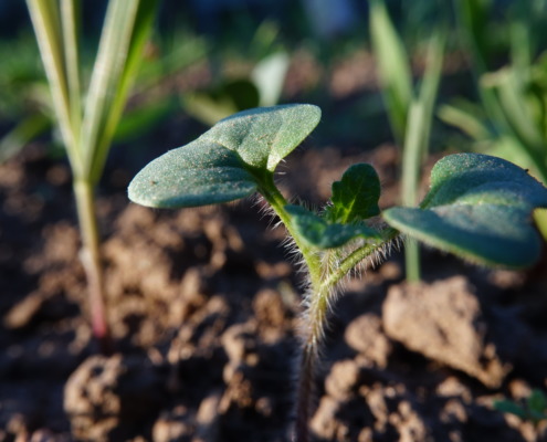 (c) Hans Michael Nittnaus