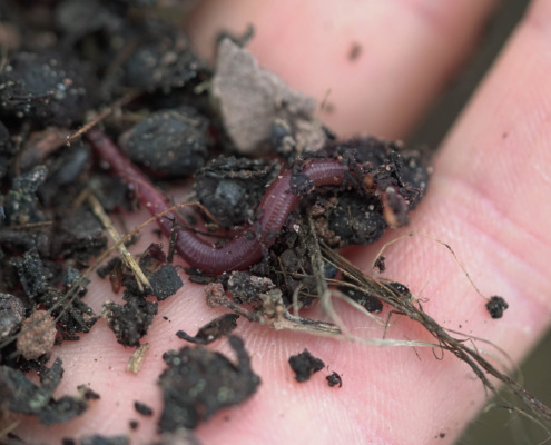 (c) Hans Michael Nittnaus