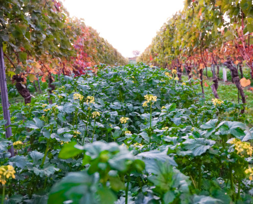 (c) Hans Michael Nittnaus